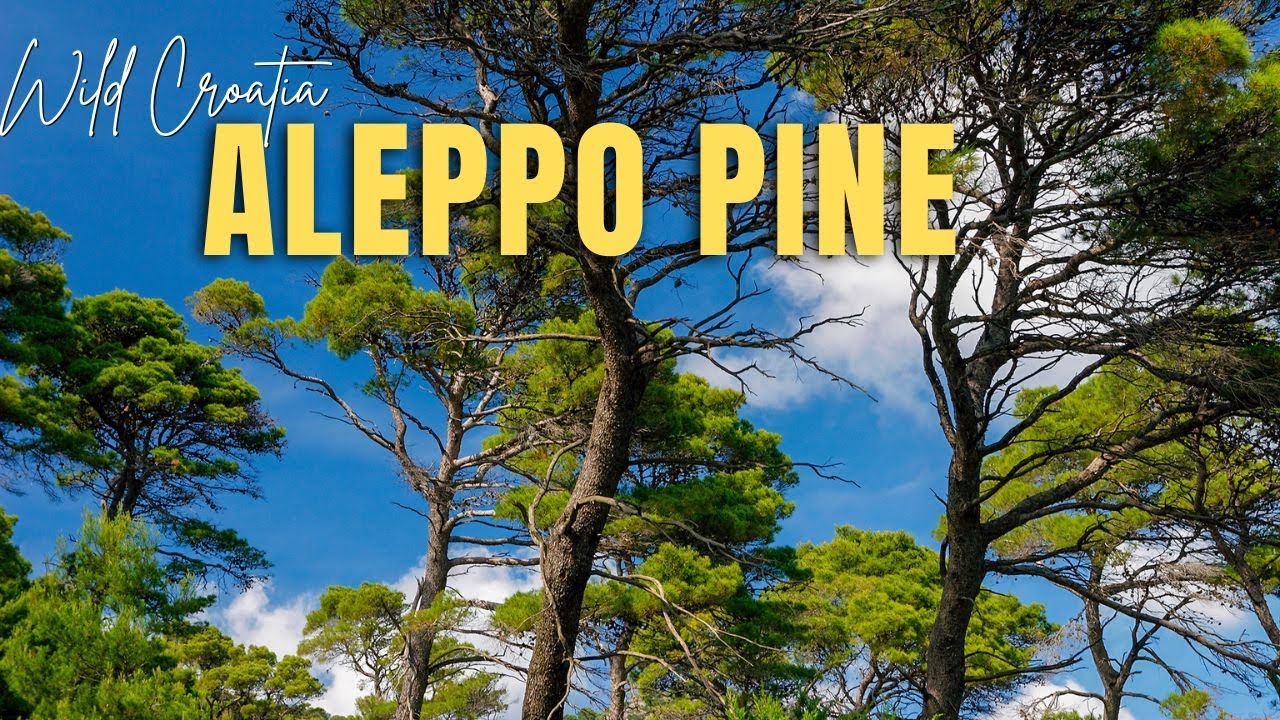 Aleppo pine (Pinus halepensis)
