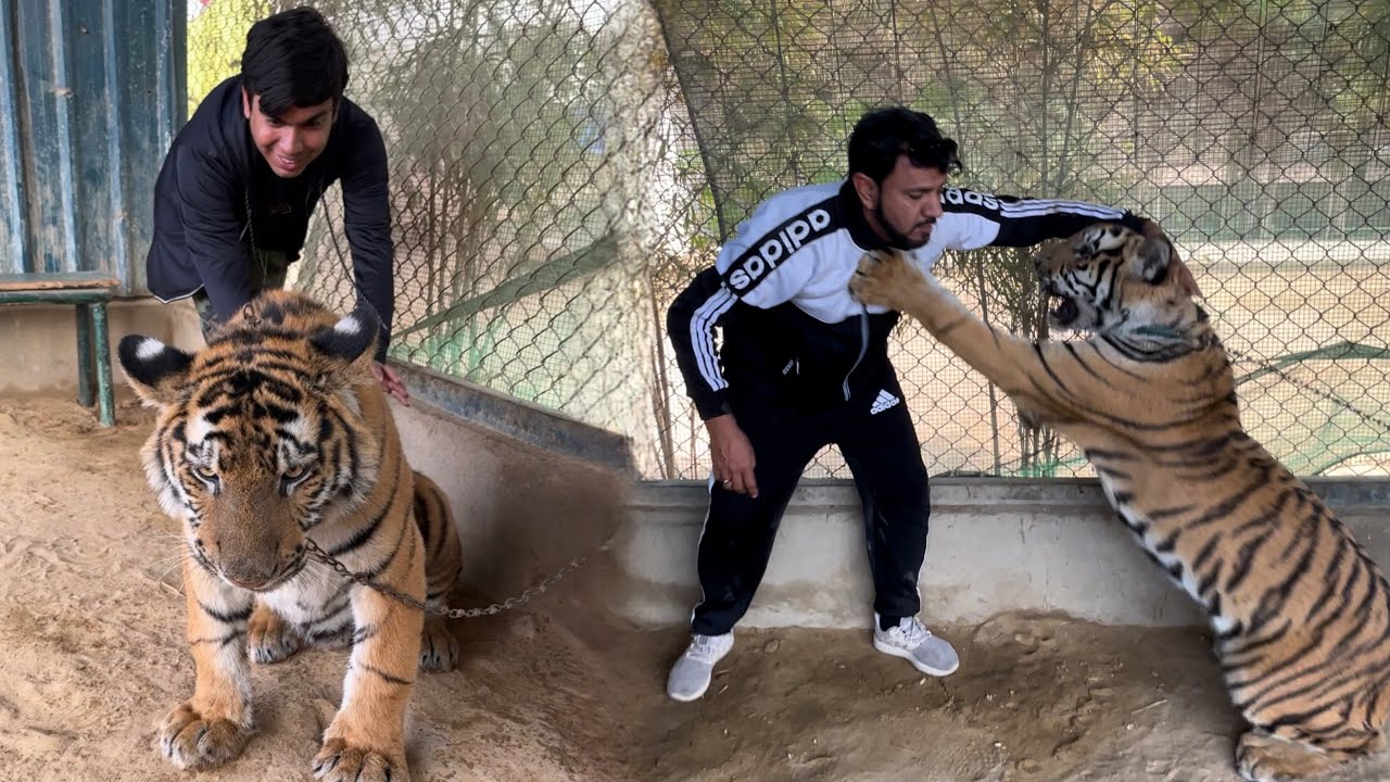 Mamu Or Tiger Ki Fight Ho Gayi 😱