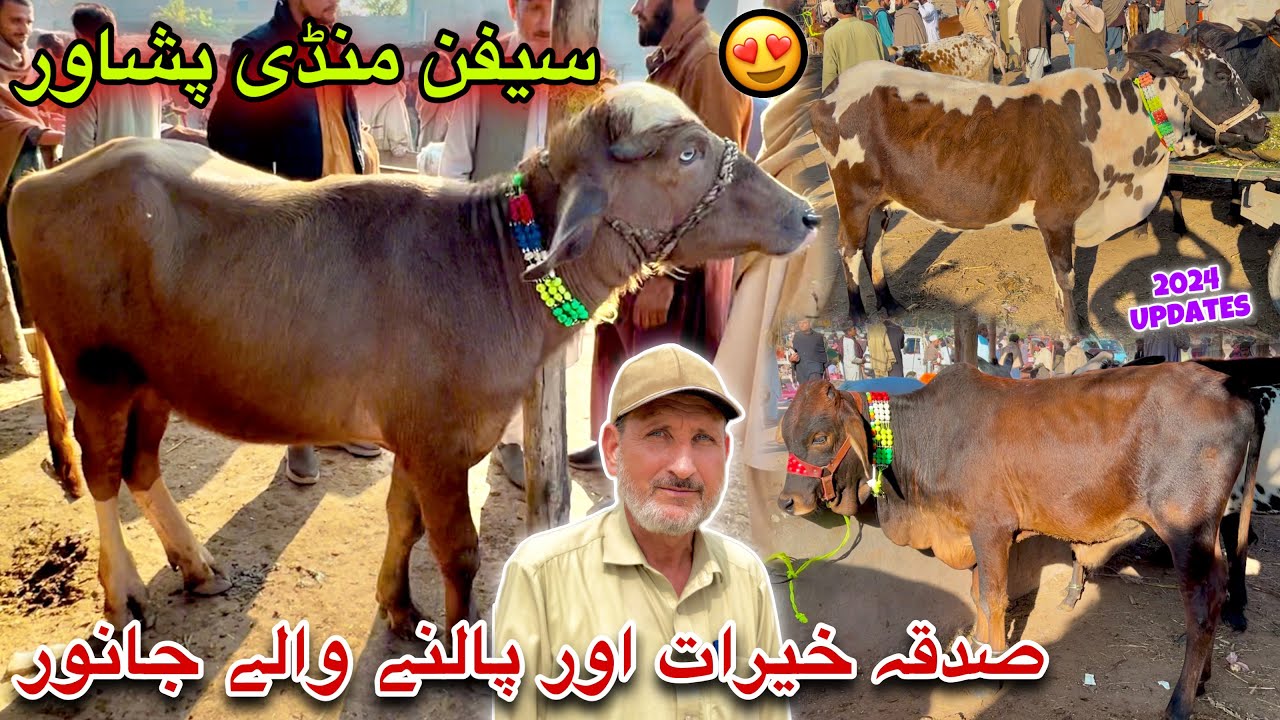 Saifan Mandi Peshawar New Updates 2024 | Khyber Social Tv