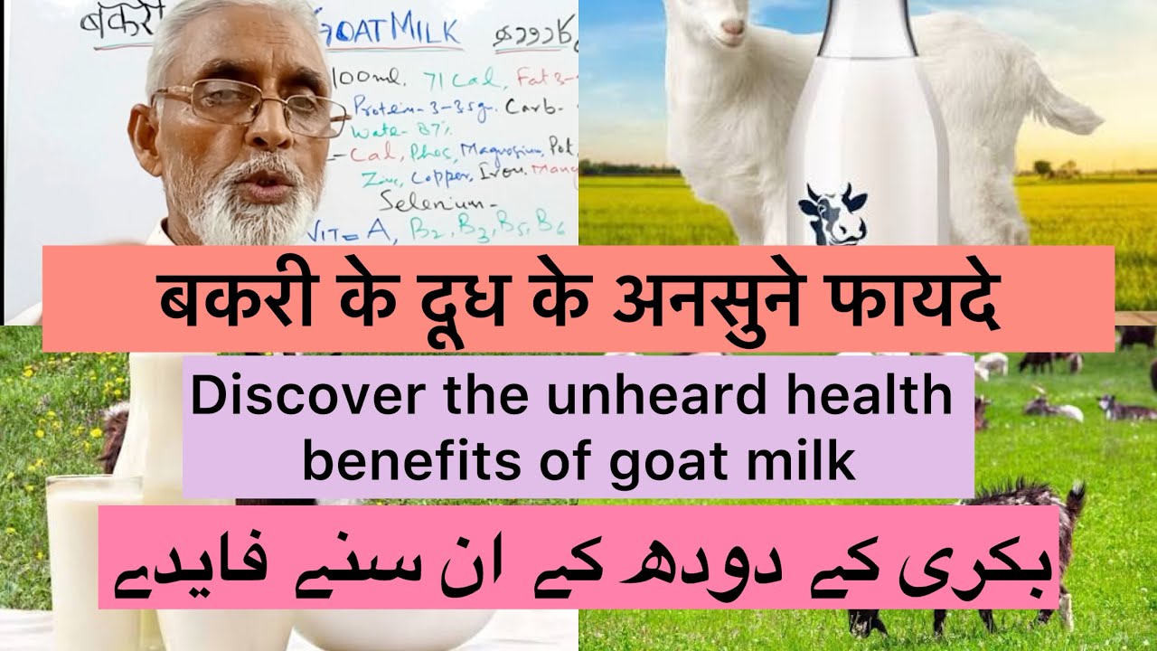 बकरी के दूध के अनसुने फायदे| بکری کے دودھ کے ان سنے فایدے