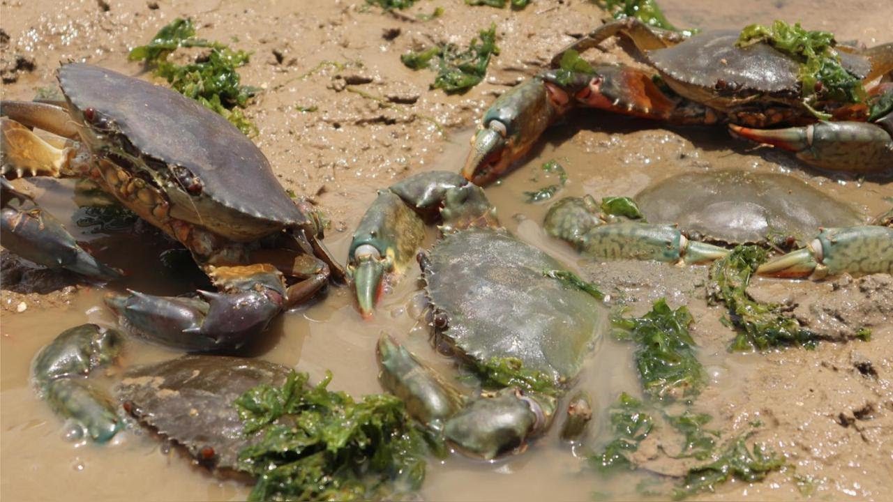 妹子半夜趕海發大財，幾十斤大螃蟹吃不完，還有不少魚貨【海村小梅】
