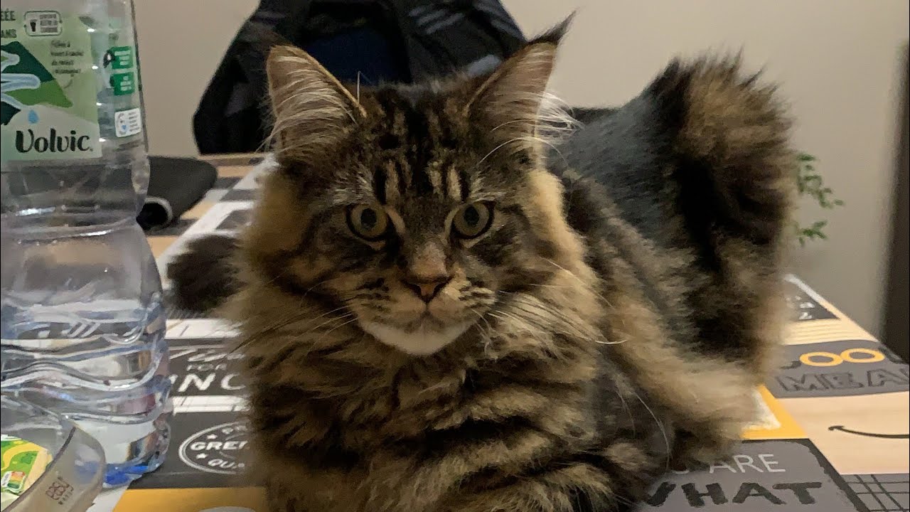 MAINE COON QUI ROUCOULE QUAND T IL VOUS VOIT PARTIR ❤️❤️❤️❤️🐈&zwj;⬛🐈&zwj;⬛🐈&zwj;⬛🐈&zwj;⬛🐈&zwj;⬛