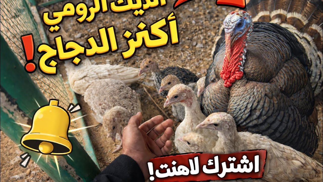 انتاج الفقاصه من الدواجن شاهد المتعه😍