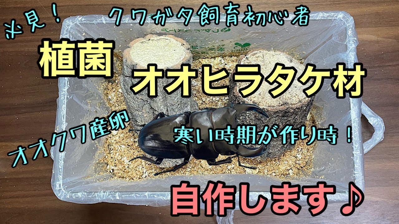 クワガタ飼育初心者必見！　オオクワ産卵用　オオヒラタケ植菌材を作ってみた！