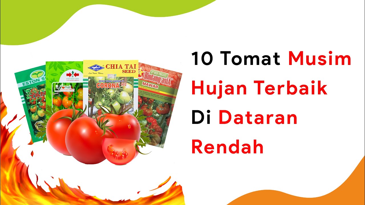 10 Benih Tomat Dataran Rendah Musim Hujan Terbaik