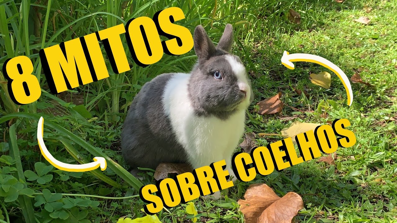 “COELHOS CHEIRAM MAL” - 8 MITOS SOBRE COELHOS
