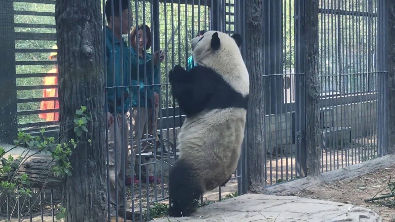 么么儿行为训练, 那翘在架子上的小短腿非常抢戏~MengLan took behavior training lesson in Beijing Zoo  2018.04.01