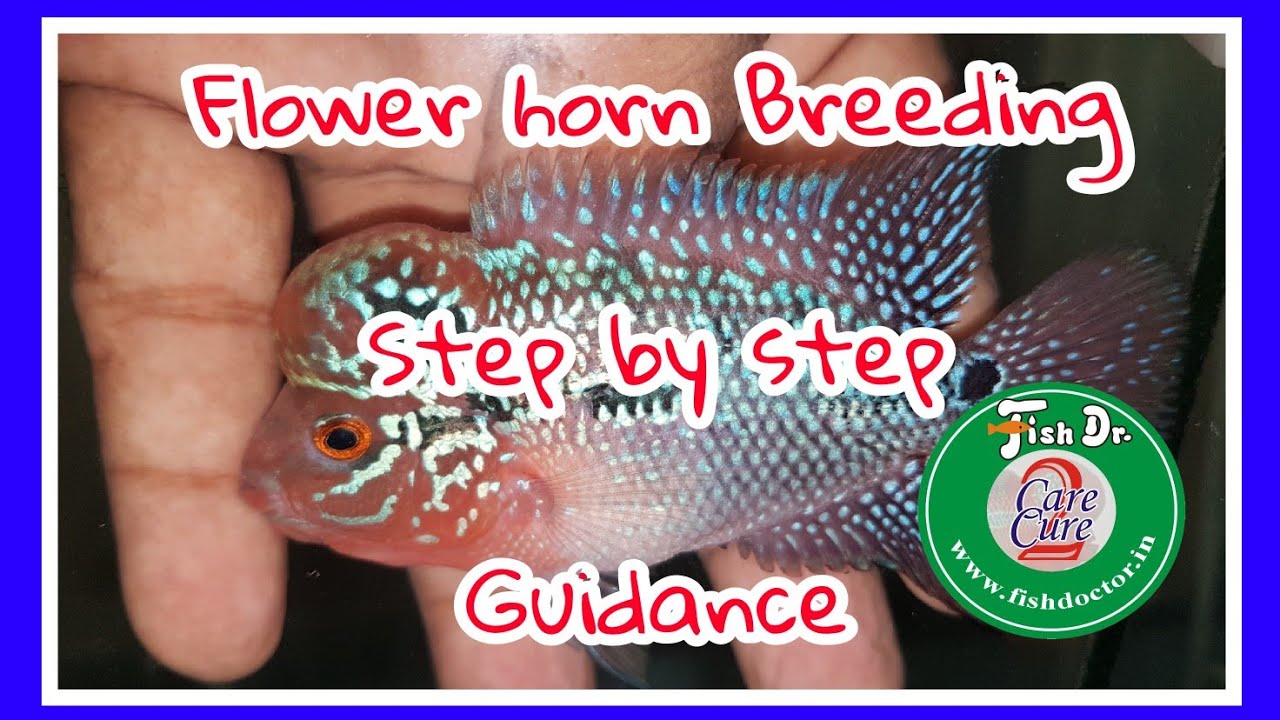 Flower horn Breeding guidance