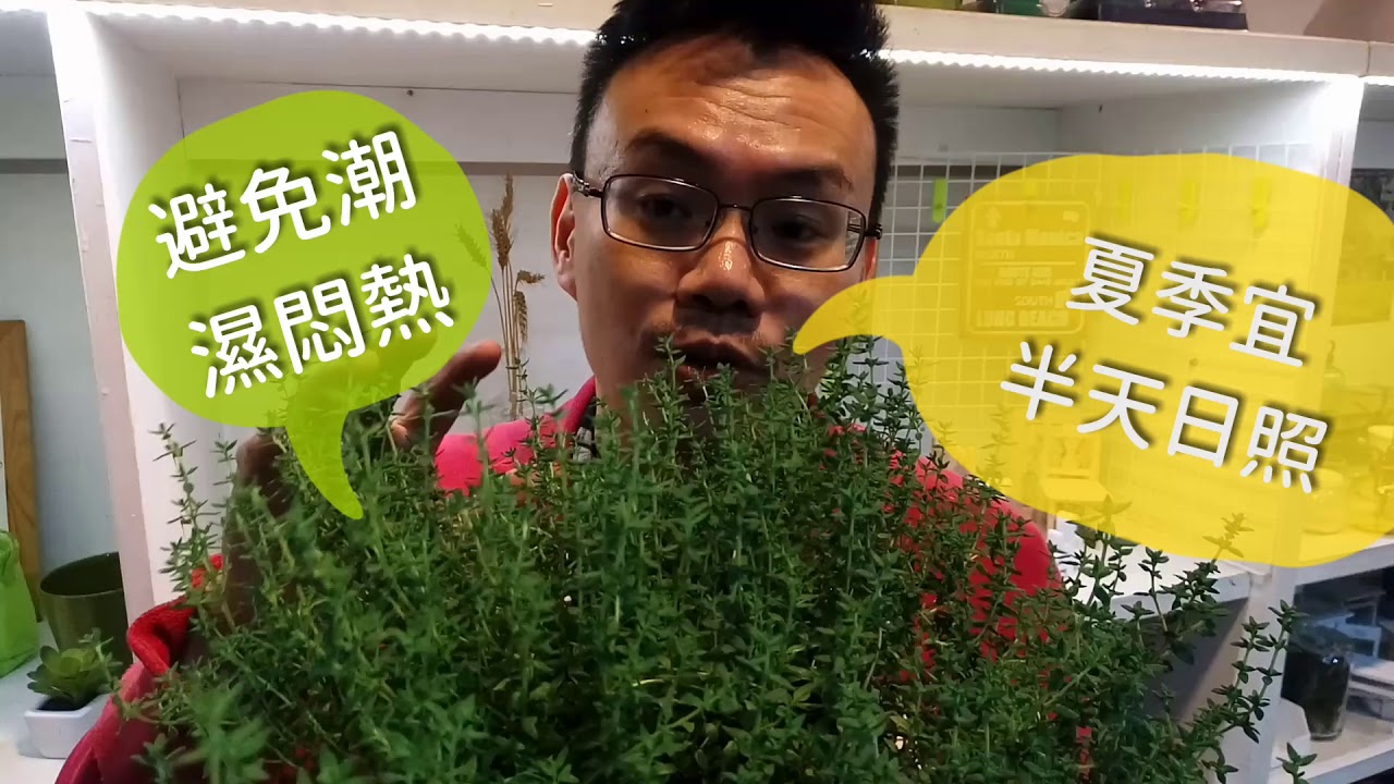 我愛香草：尼克教你認識百里香Thyme與它的基本栽培照顧須知 How to grow Thyme
