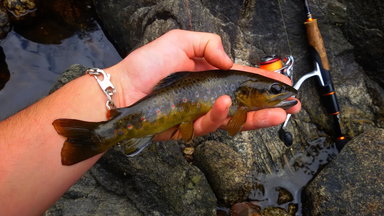 Pêche de la truite à la cuillère 