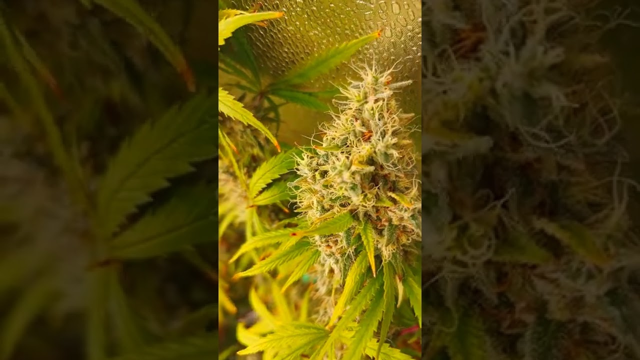 4K Grow Tent Update 8/28