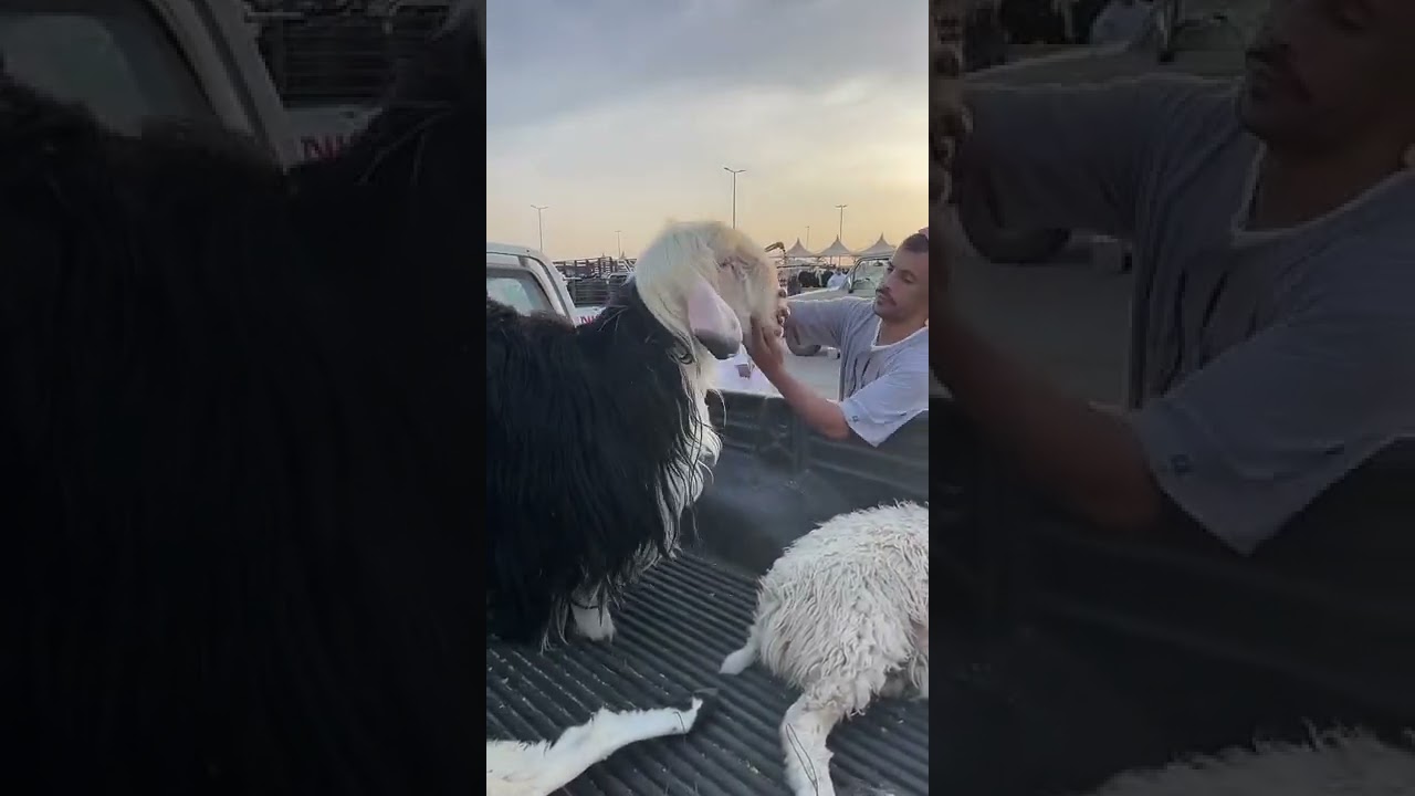 تغطية لمدينة الأنعام ساحة الأغنام القصيم بريدة الخميس ٨/١٢/١٤٤٣
