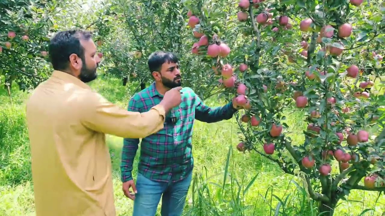 कश्मीर में सेब की बाग़वानी कैसे होती है, Royal,star crimson,Delicious Apple 🍎 In Kashmir #jhn