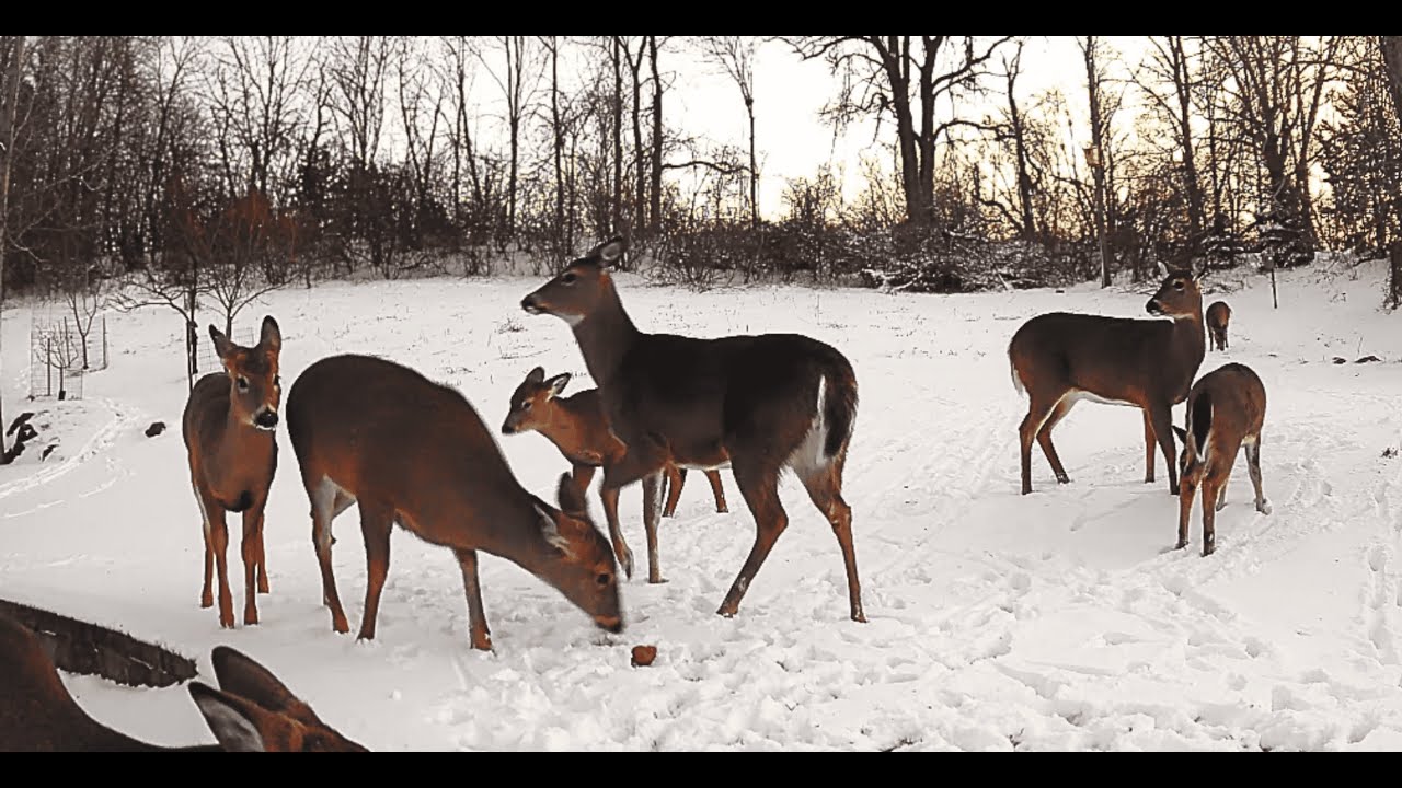 NATCAM: Deer Tribe Swarms Camera!!! 1/15/2026  #viral  #nature #deer
