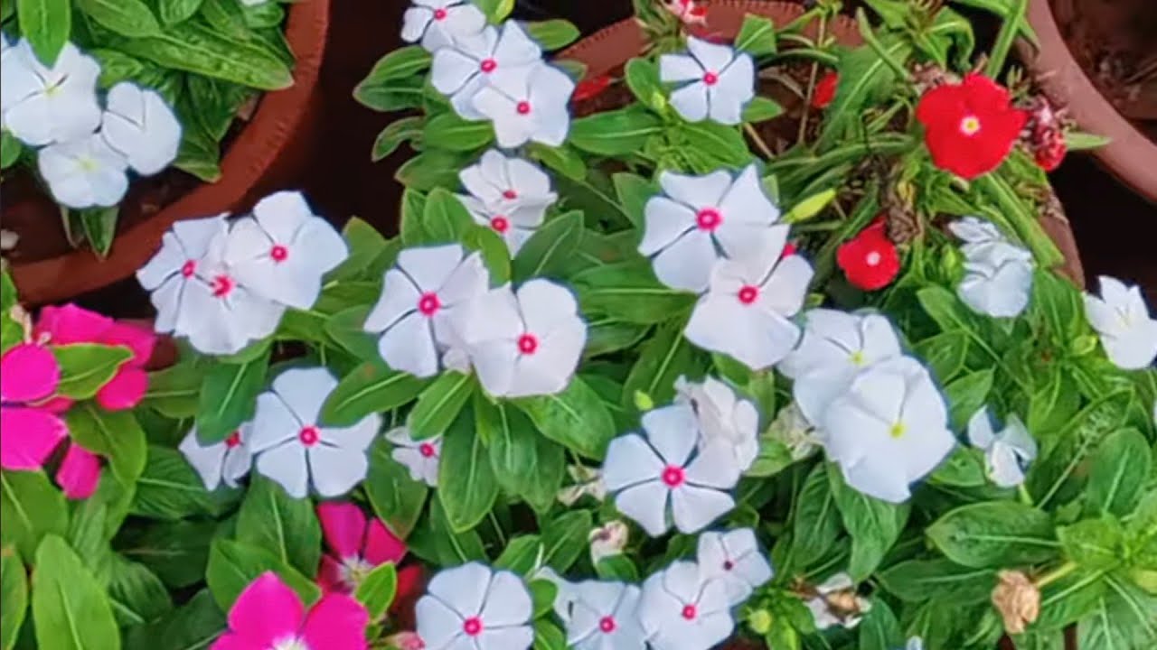 Mumbai Flower Show | Byculla zoo | Rani baug | 29th Flower Show