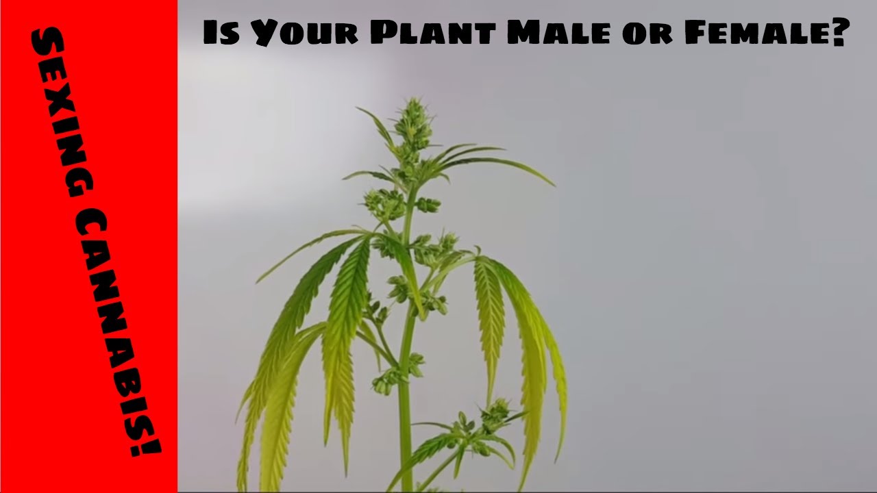 Sexing Cannabis Plants Documentary | How To Tell If Your Plant Is Male Or Female From Seed