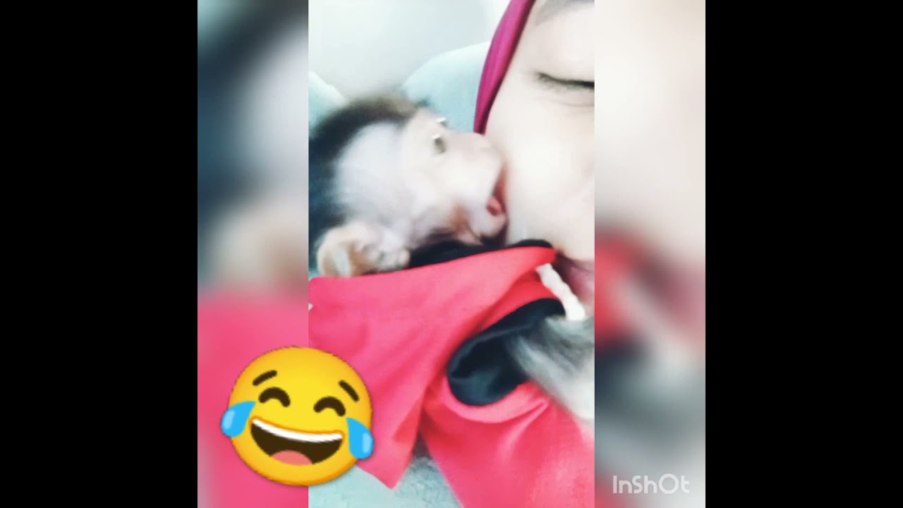 Dicium Baby monpai... Baby cello