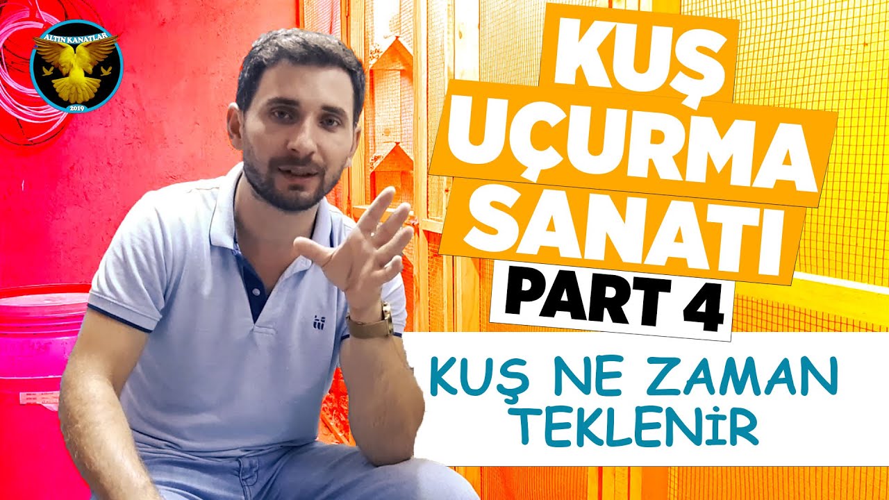Taklacı güvercin eğitimi part 4 / oyun kuşu / güvercin ve kuşçuluk