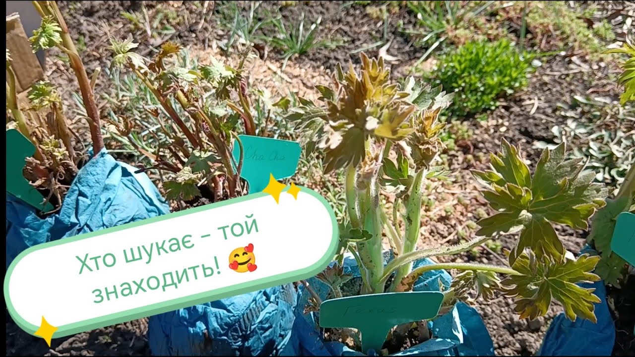 Дельфініум - то любов! Розпаковка.
