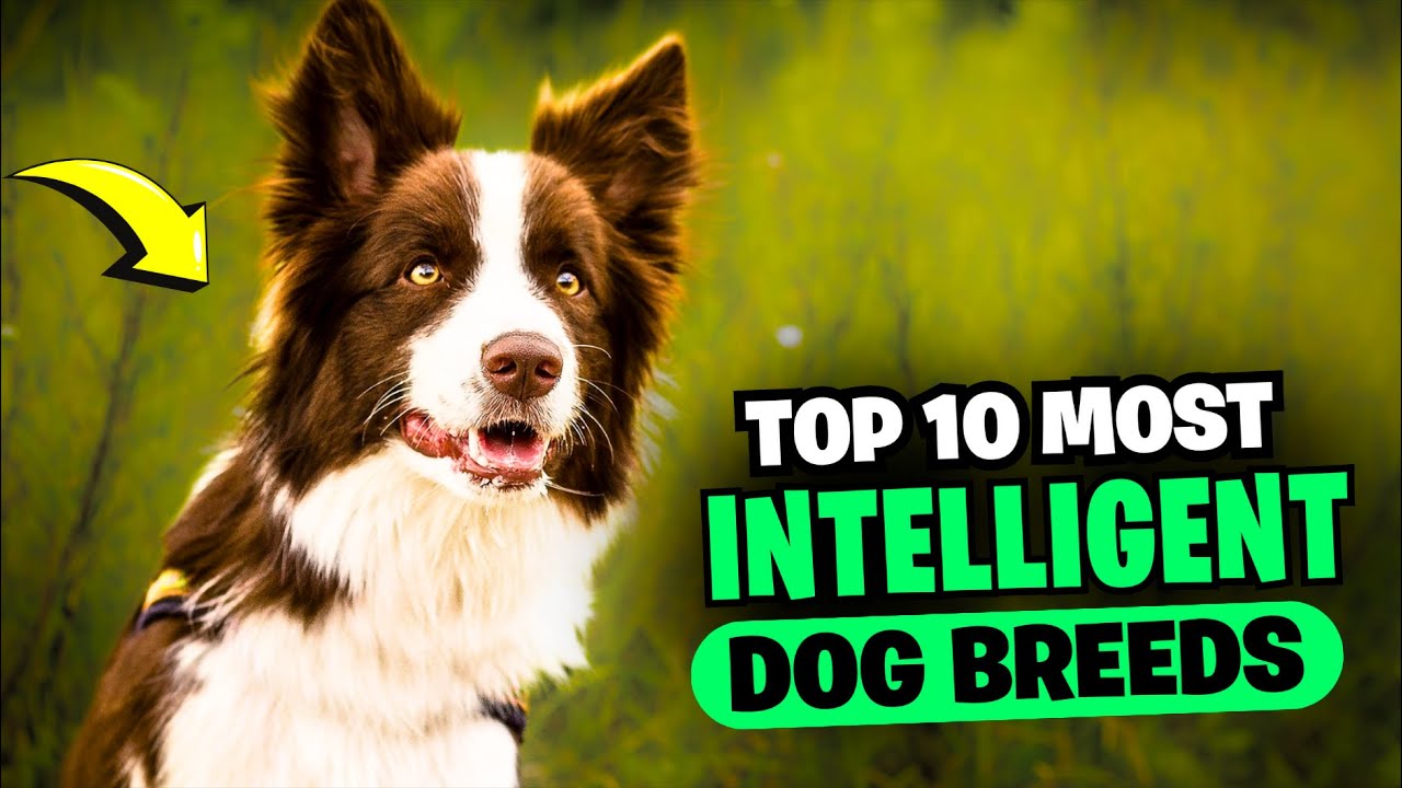 Smartest Dog Breeds Ranked | From Border Collie to Golden Retriever