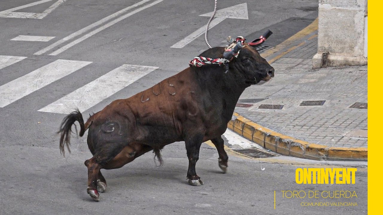 Toros con cuerda en la Comunidad Valenciana | Episodio 3 ▶ ONTINYENT