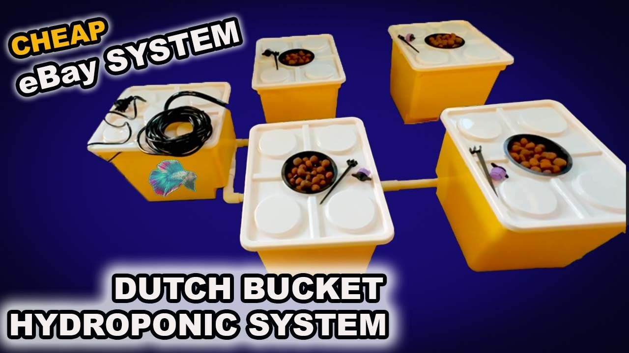 EBAY DUTCH BUCKET HYDROPONICS SETUP! IS IT ANY GOOD?