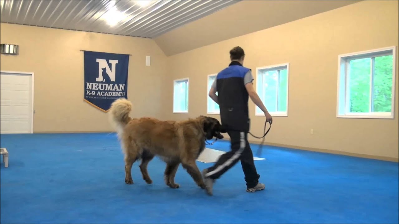 Steven (Leonberger) Boot Camp Dog Training Video