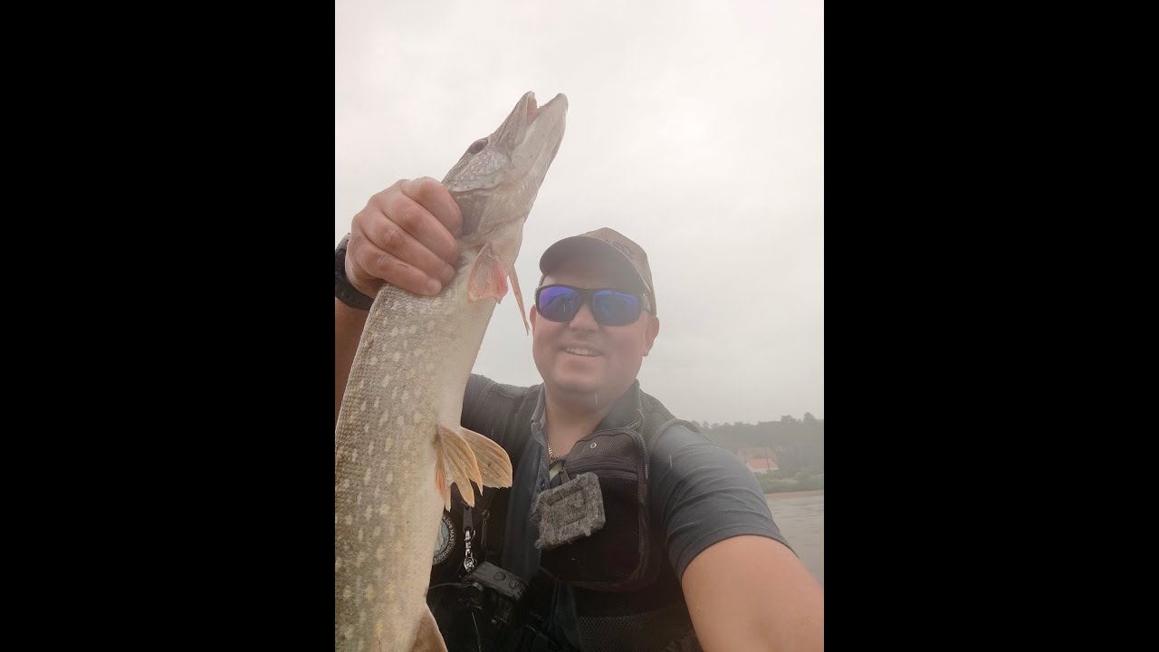 Szczupaki Okoń spinning Odra Krosno Odrzańskie