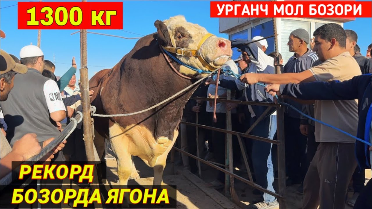 ГИГАНТ БУКА 1300 кг РЕКОРД БОЗОРДА ЯГОНА УРГАНЧ МОЛ БОЗОРИ !!! ХОРАЗМ БУ́ЙЛАБ 