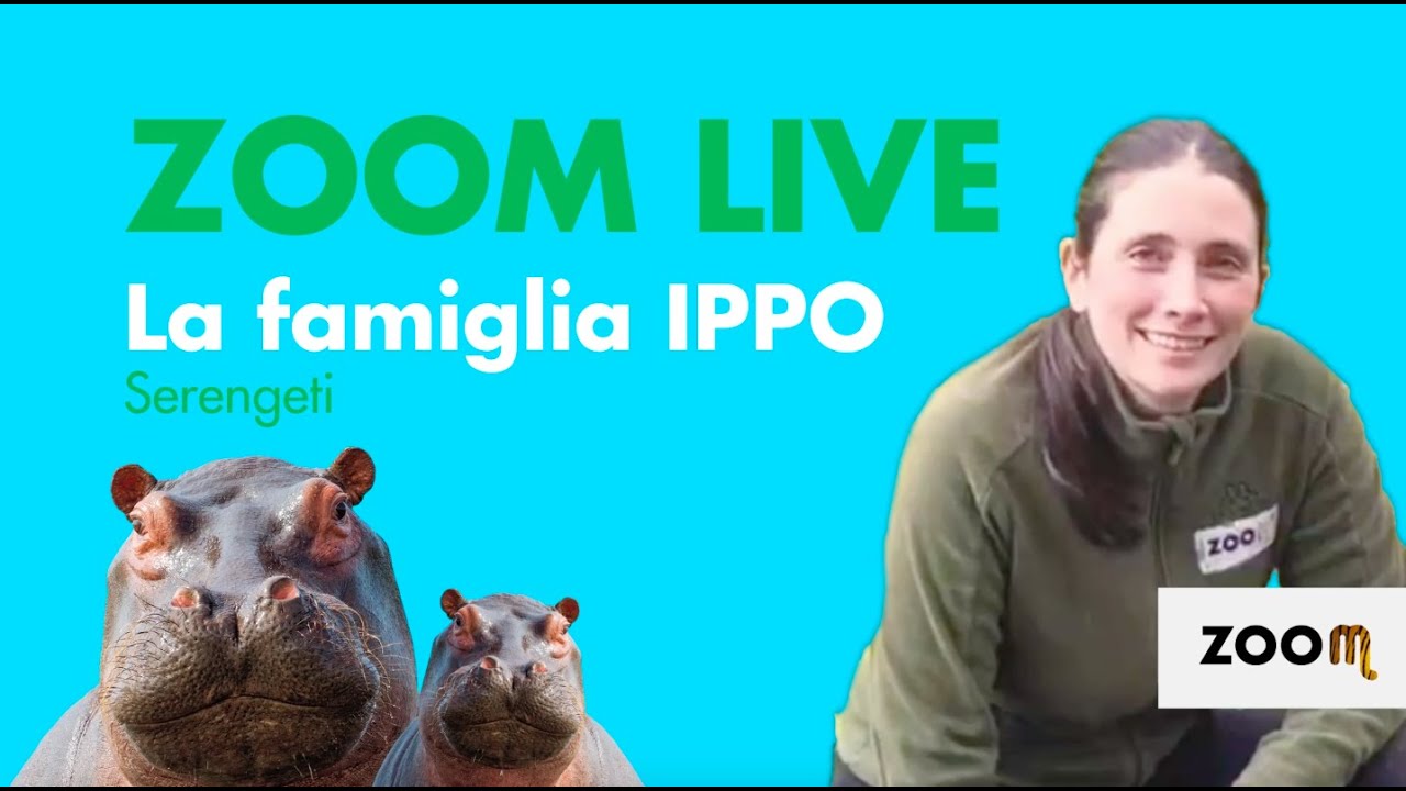 Zoom Live - La famiglia degli ippopotami e il cucciolo Filippo