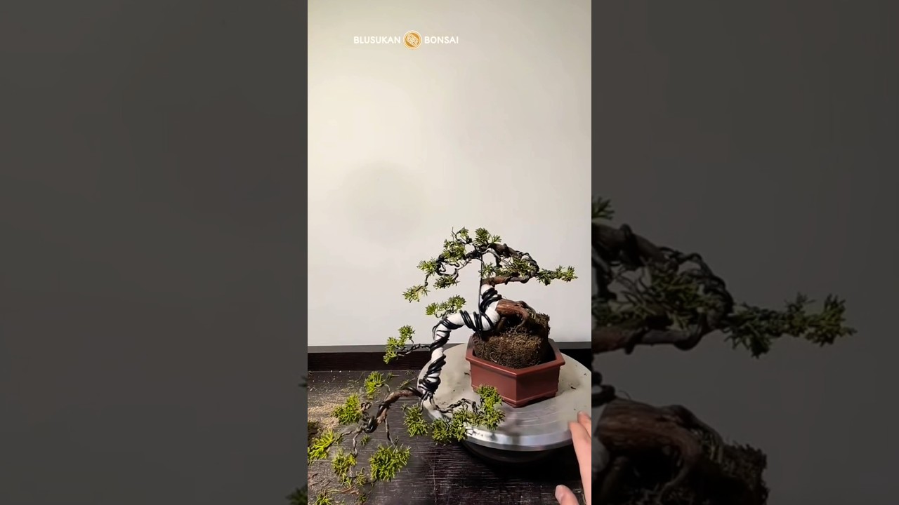 Tips shaping the main trunk a Juniper bonsai tree #bonsai #bonsaitree #makingbonsai