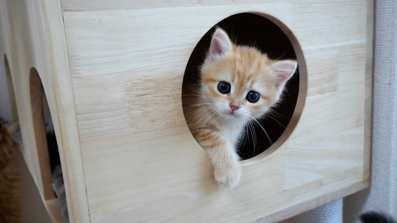 Peeking at a kitten playing hidden in the cat tower is so cute...