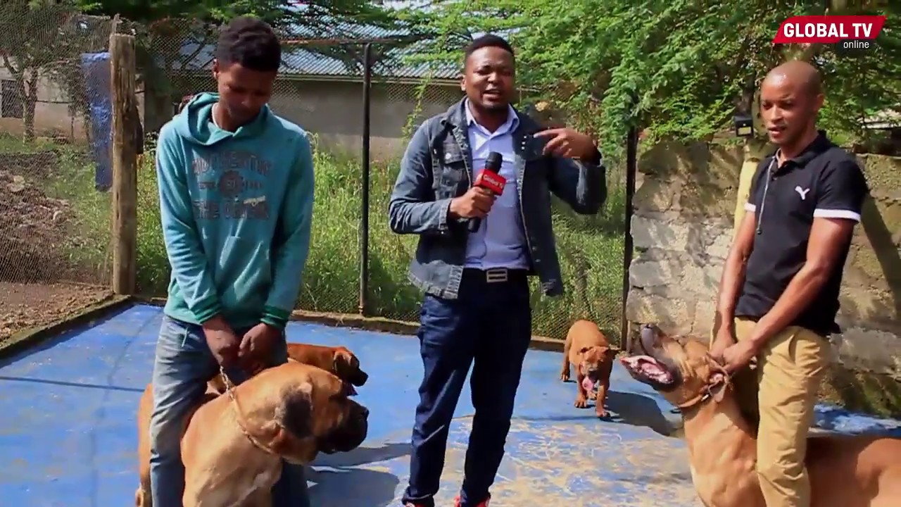KIWANDA CHA KUZALISHA MBWA Arusha ,Wanakula Wali Nyama / Wanapanda Ndege