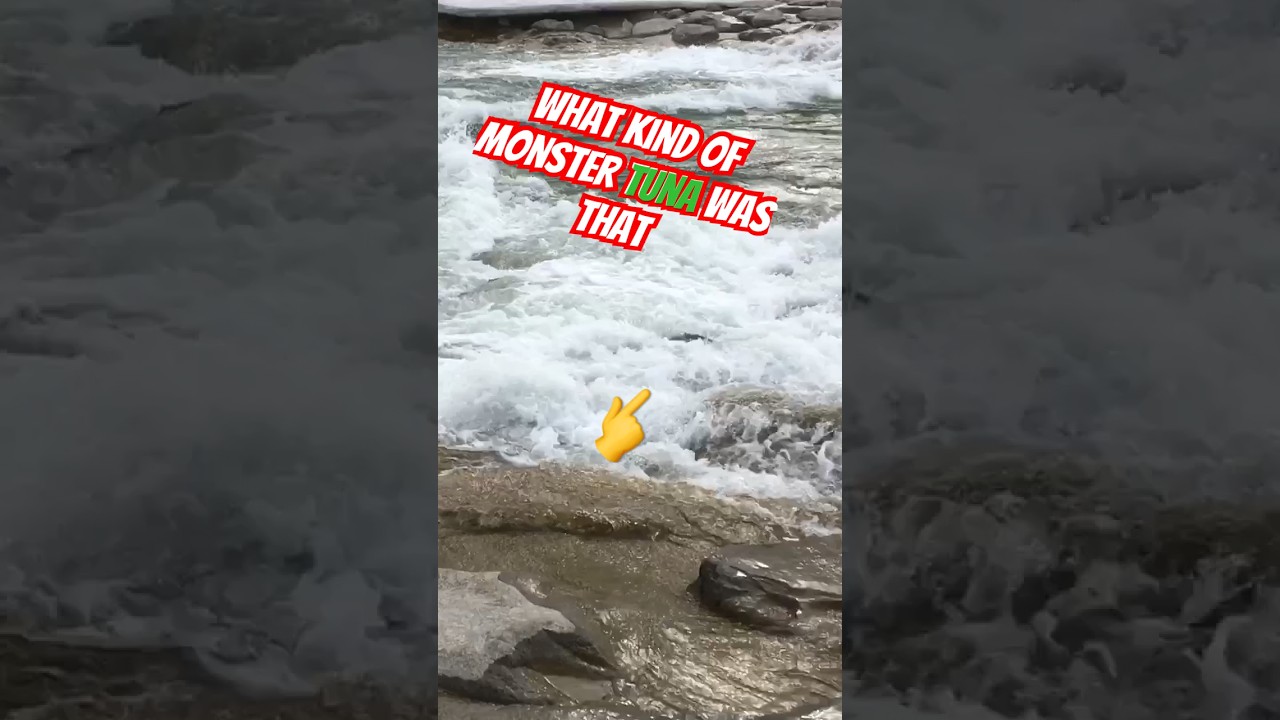 Freshwater salmon aka trout doing fish ladder thing for no reason. #salmonriver #rockmusic #review