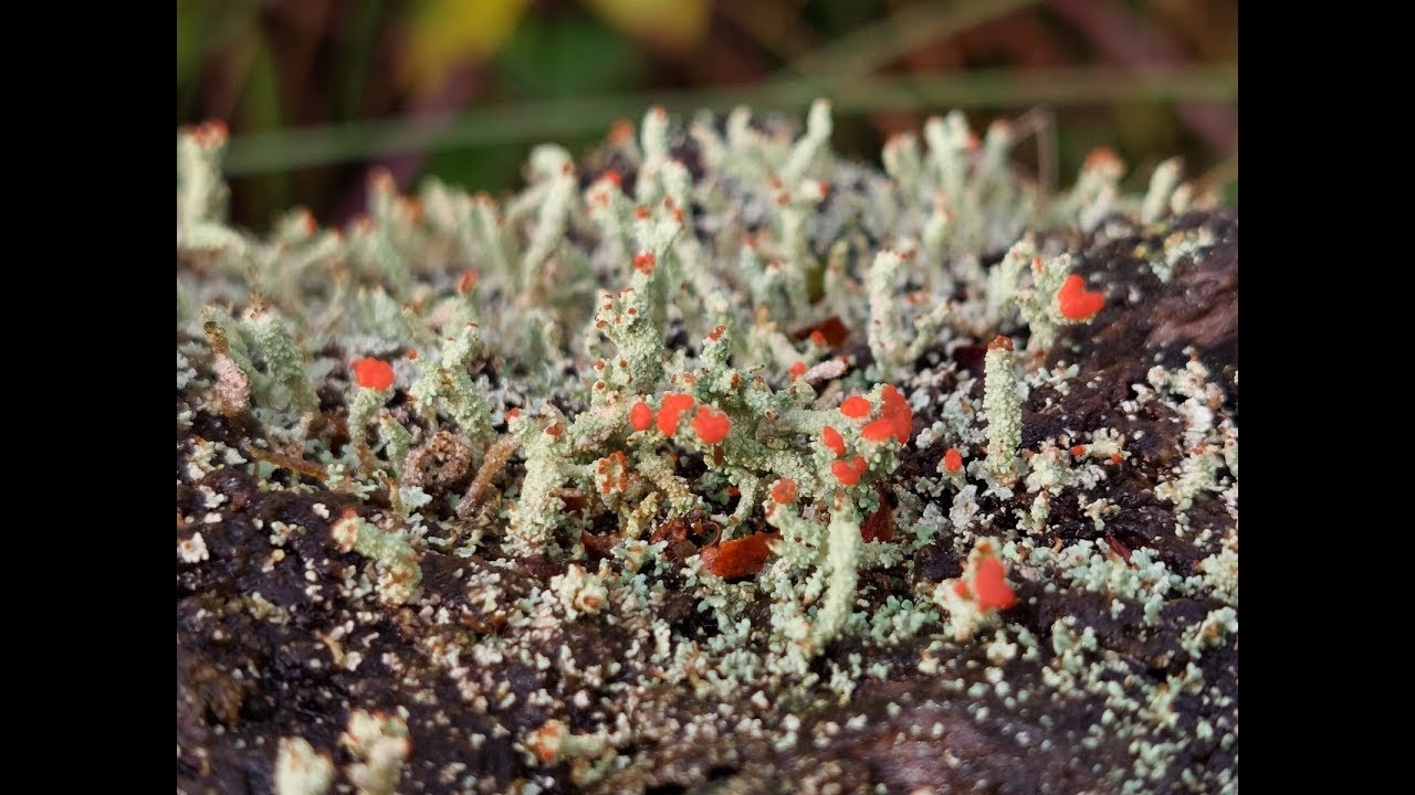 Lichen identification workshop - improvers