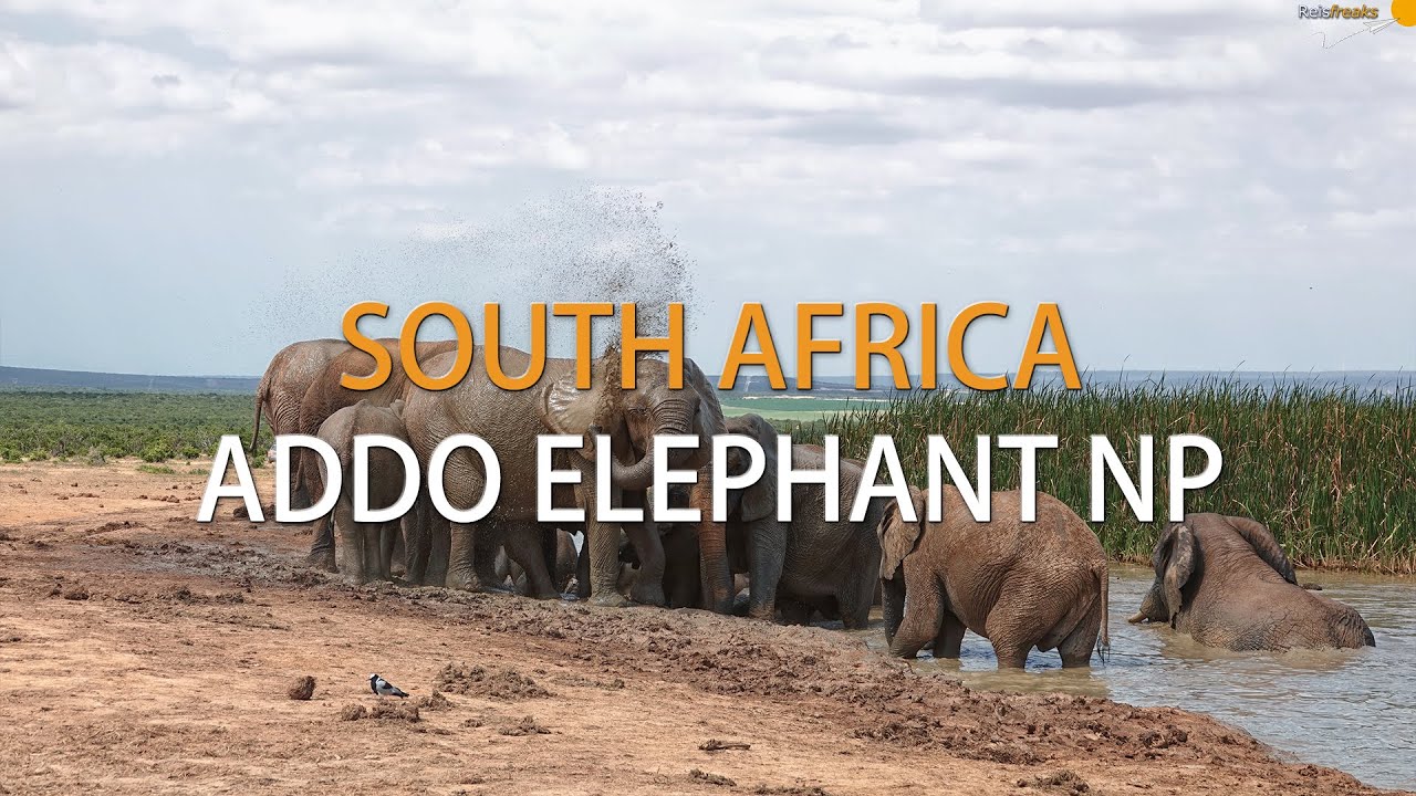 Addo Elephant National Park, Self drive | South Africa