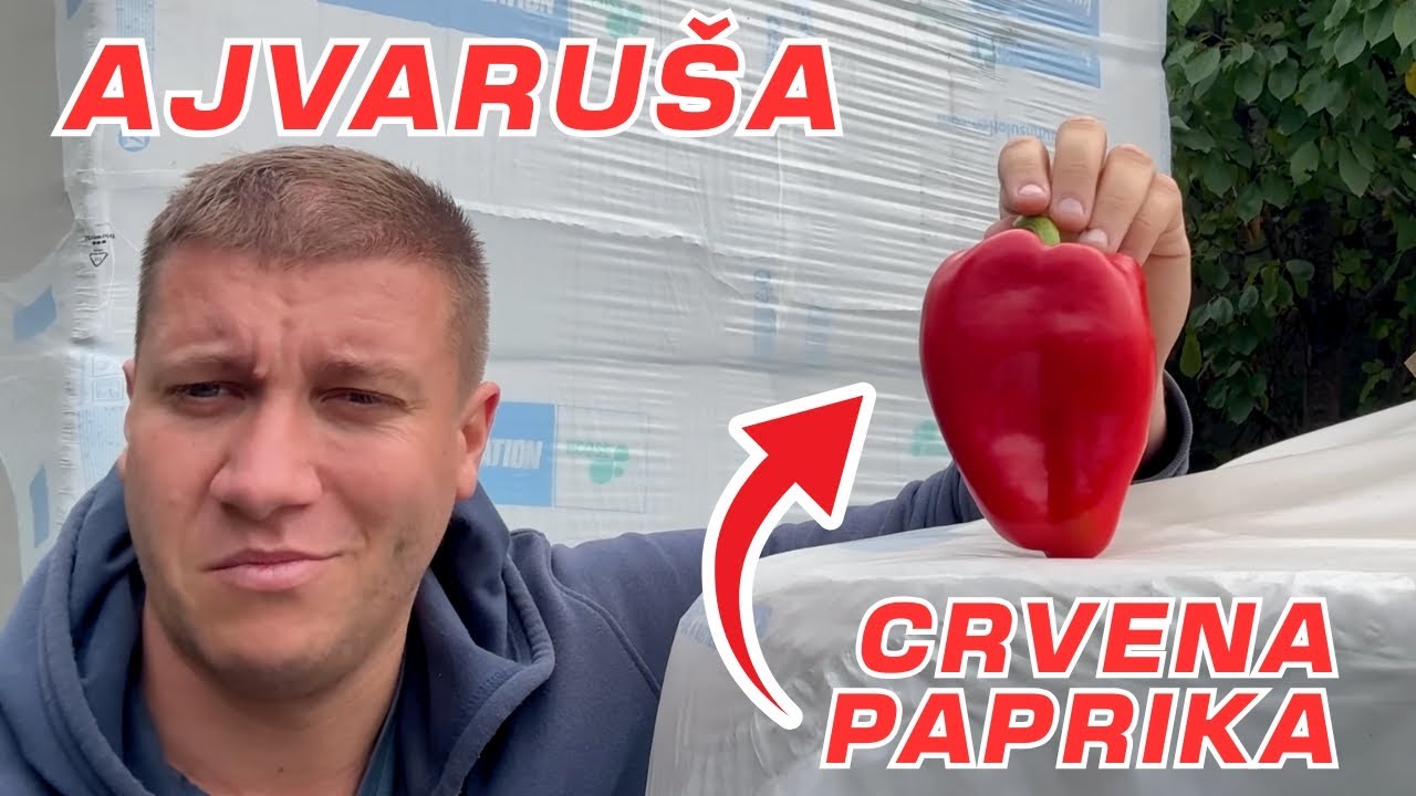 BERBA PAPRIKE 🌶️ DA LI SE ISPLATI POVRTARSTVO? *berba 2025*