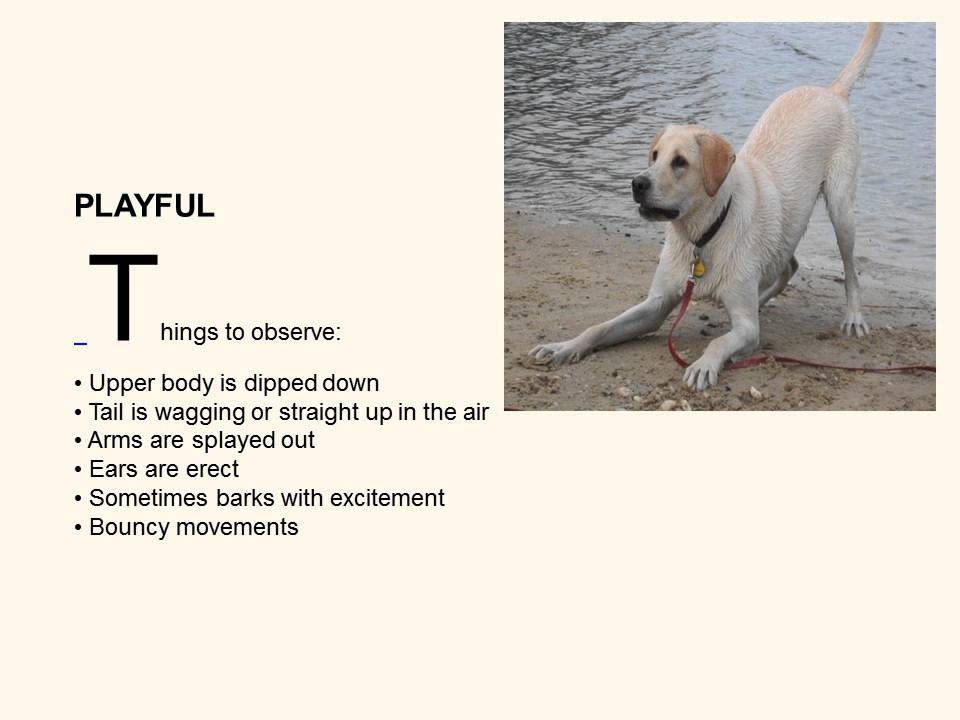 Shelter Dog Safety and Behavior Presentation
