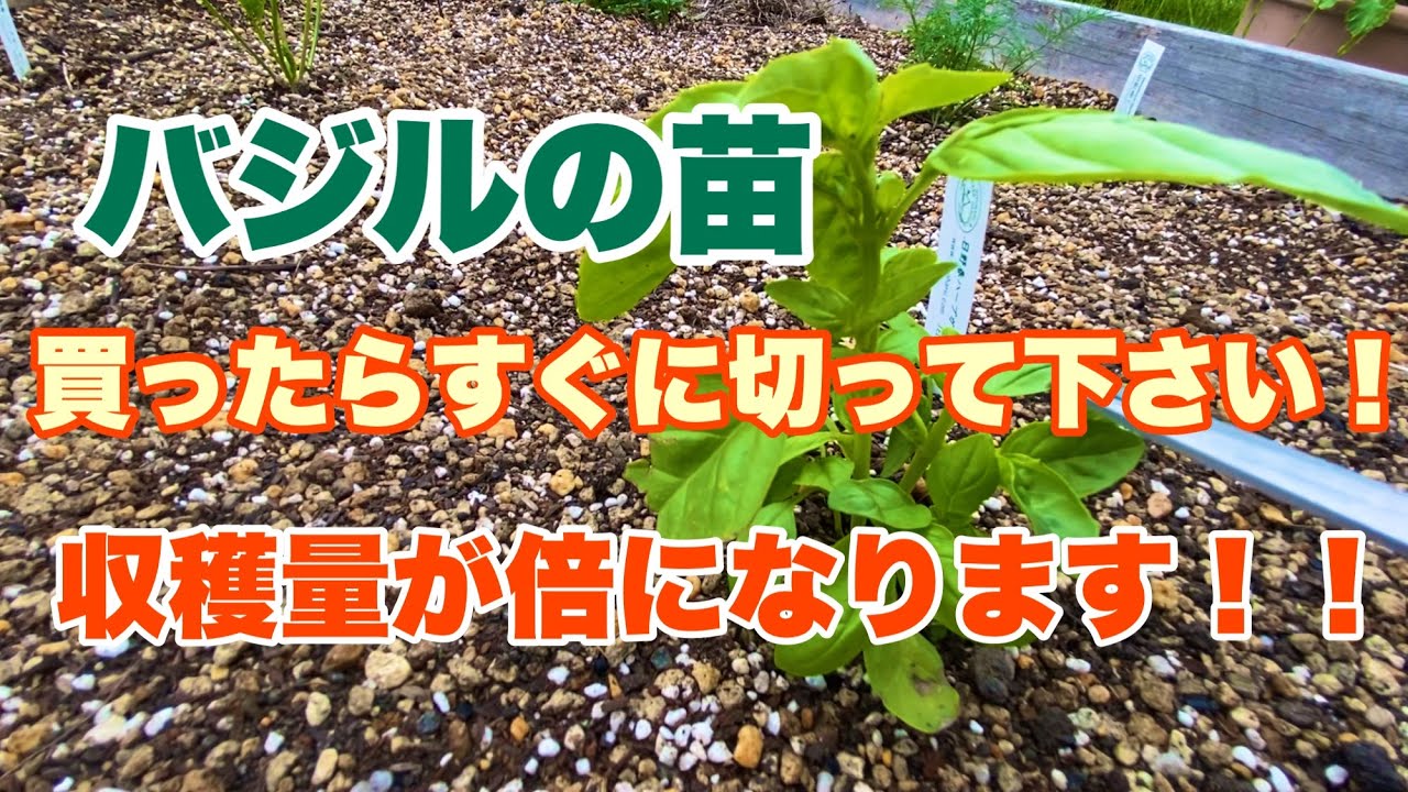 【バジル苗剪定方法】買ったらすぐに切り戻してください！確実に収穫量が増えます！