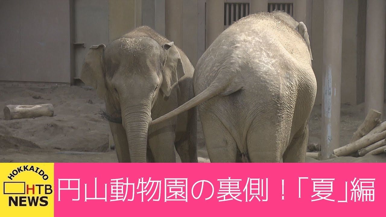 緊急事態宣言での動物園の裏側は思った以上に大忙し！夏バテにけが…獣医さんも大変。札幌・円山動物園のバックヤードのぞいてみたシリーズ…「夏」編！