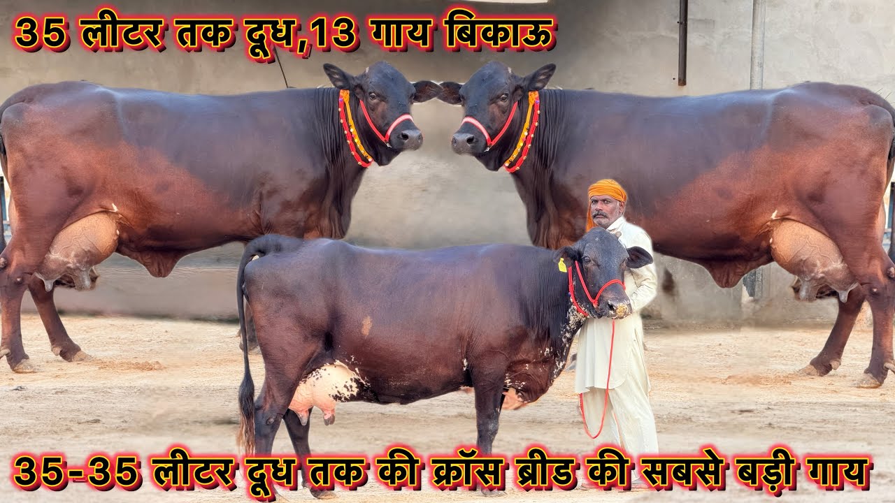 35 लीटर दूध काँटे तोल का👌75000 से दाम👍किराया फ्री👍13 गाय बिकाऊ👍High Milking Cross Breed Cows ForSale