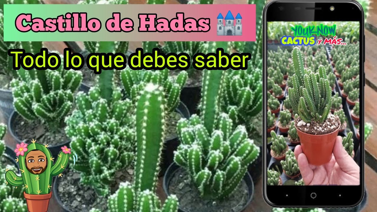 Cactus 🌵Castillo de Hadas 🏰 (Acanthocerus Tetragonus) "Fairy Castle" | TODO LO QUE DEBES SABER  🔥❤️🐐