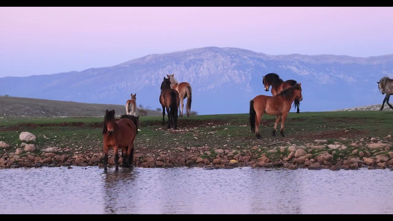 Wildpferde in Bosnien