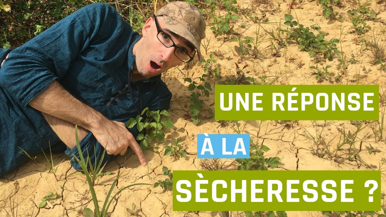 Une réponse à la sécheresse ? (Atriplex halimus)