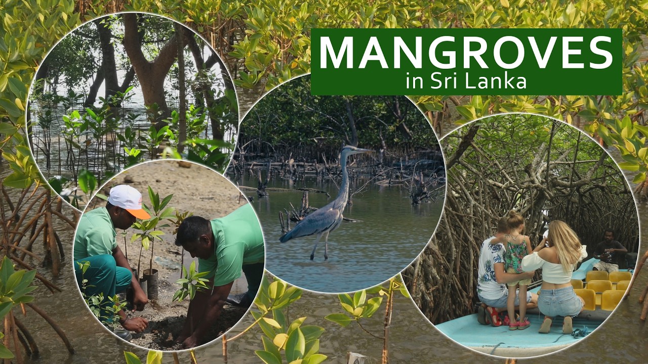 Mangroves of Sri Lanka