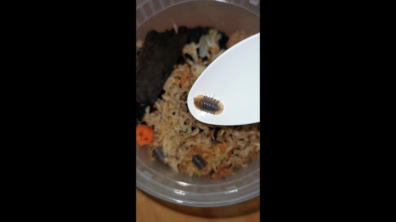 Rubber Ducky Isopods' First Substrate Change!! 💛🦆