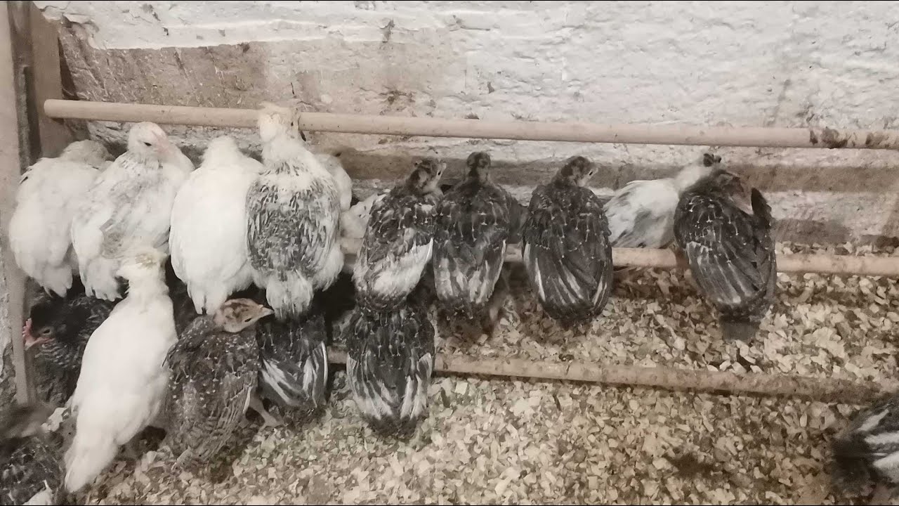 Hindi Kümesimiz Gelişiyor Hindiler Çoğalıyor