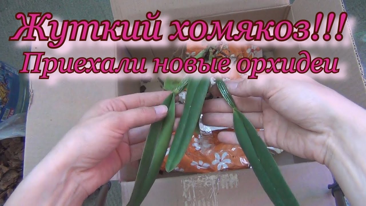Новинки орхидей: каттлея Fabia, tetraspis С1, дендробиум.