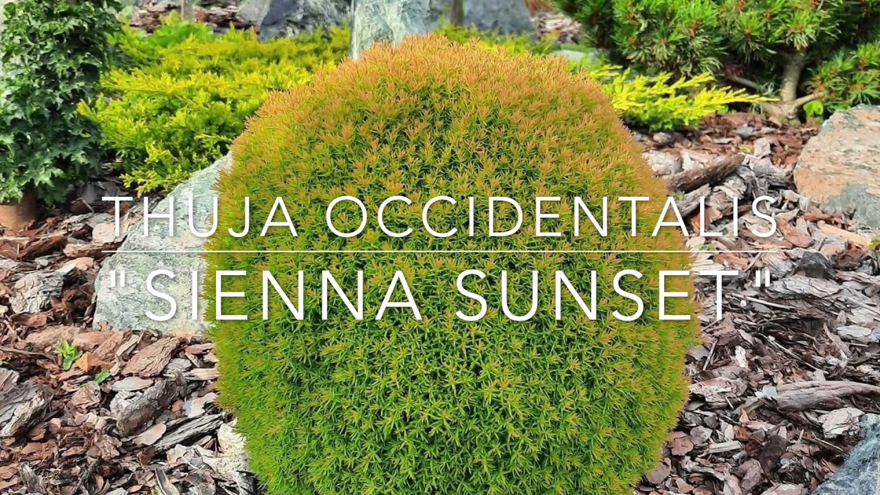 Colorful Conifers - The Conifer Collector Showcase