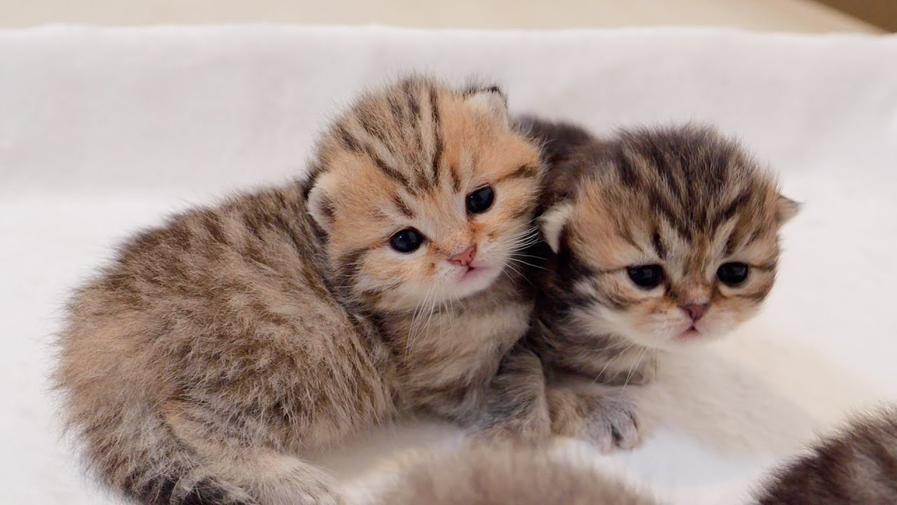 «Доброе утро!» на полусонного котёнка, реакция была такой милой!